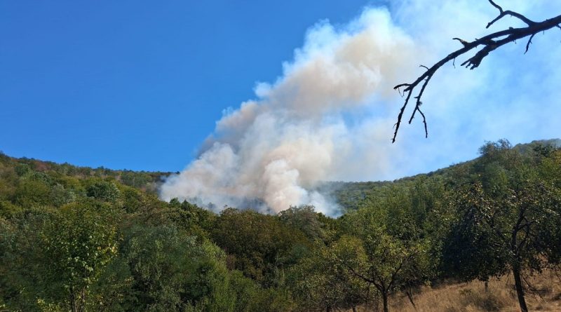 INCENDII DE VEGETAȚIE